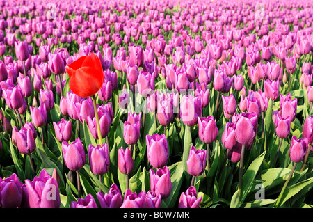 Bereich der Tulpen (Tulipa spec.) in der Nähe von Lisse, Niederlande, Europa Stockfoto