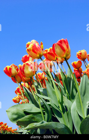 Tulpen (Tulipa Spec.) Stockfoto
