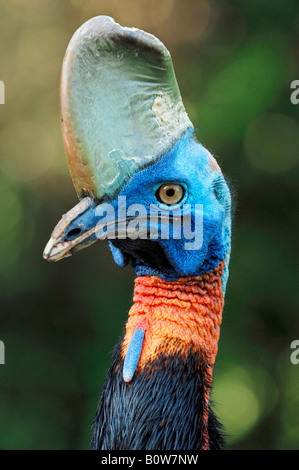 Nord- oder Single-Flecht-Helmkasuar (Casuarius Unappendiculatus Rufotinctus) Stockfoto