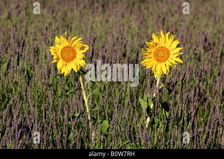 Sonnenblumen (Helianthus Annuus) wächst in einem Lavendelfeld (Lavendula Angustifolia), Provence, Südfrankreich, Europa Stockfoto