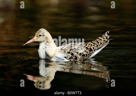 Kampfläufer (Philomachus Pugnax), Männlich Stockfoto