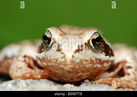 Europäische Grasfrosch (Rana Temporaria) Stockfoto