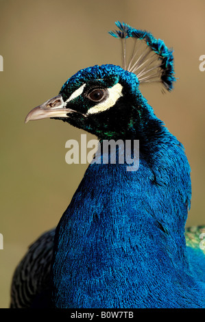 Blauer Pfau oder indischen Pfauen (Pavo Cristatus), Männlich Stockfoto