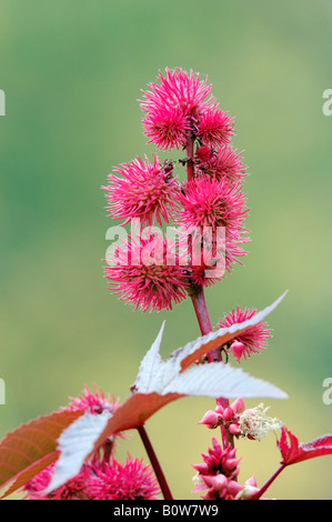 Wunderbaumes (Ricinus Communis), Saatgut Kopf Stockfoto