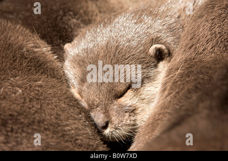 Asiatische kleine krallte Otter oder orientalische kurze Clawed Otter (Aonyx Cinerea) Stockfoto