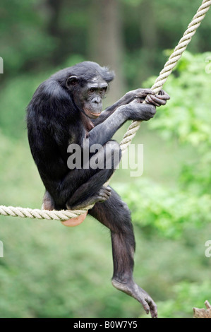 Bonobo oder Pygmy Schimpanse (Pan Paniscus) sitzt auf einem Seil Stockfoto