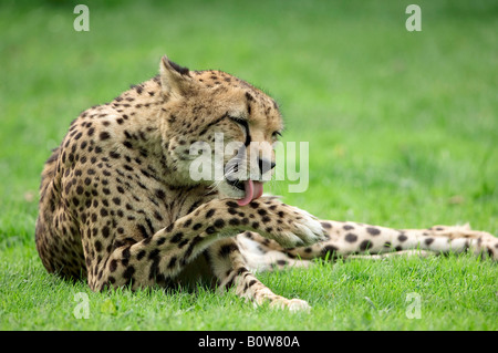 Gepard (Acinonyx Jubatus) seine Pfote lecken Stockfoto