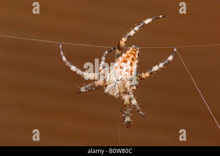 Kreuz, Spider, Cross Orbweaver oder europäischen Kreuzspinne (Araneus Diadematus) Stockfoto