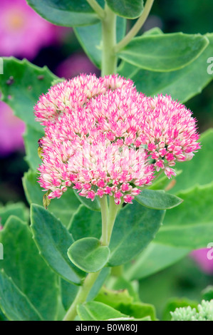 Auffällige Fetthenne (Sedum Spectabile, Hylotelephium Spectabile) Stockfoto