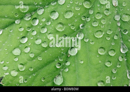 Frauenmantel (Alchemilla Mollis), Wassertropfen auf Blatt Stockfoto