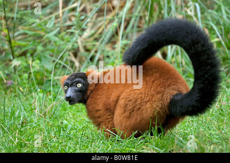 Red Ruffed Lemur (Varecia Variegata Rubra) Stockfoto