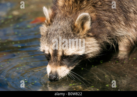 Waschbär (Procyon Lotor) Trinkwasser Stockfoto