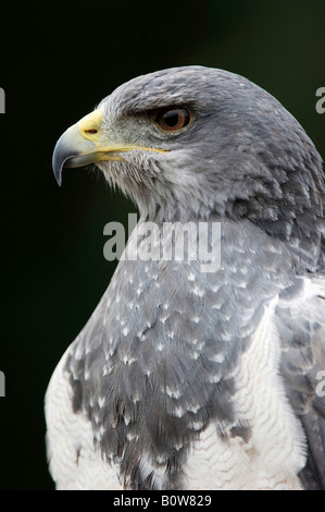 Schwarz-chested Bussard-Adler, Aguja oder Grey Eagle-Bussard (Geranoaetus Melanoleucus) Stockfoto