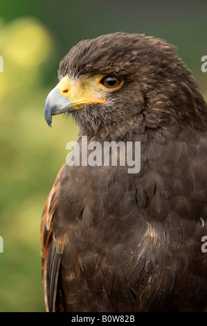 Harris Hawk oder Bay-winged Hawk (Parabuteo Unicinctus) Stockfoto