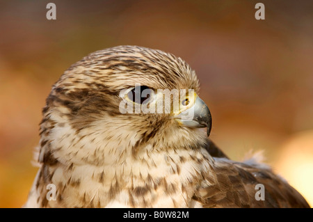 Saker Falcon (Falco Cherrug) Stockfoto