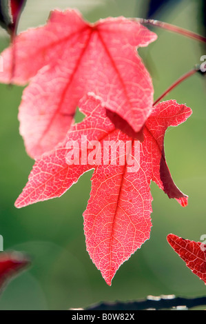 Baum der Amberbaum (Liquidambar Styraciflua), Blätter im Herbst Stockfoto