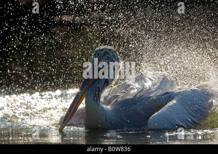 Krauskopfpelikan (Pelecanus Crispus), Baden Stockfoto