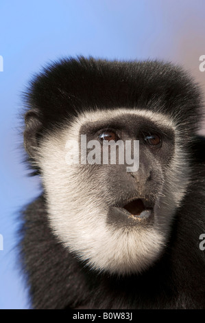 Jaguaren Guereza oder östlichen schwarz-weißen Colobus Affen (Colobus Guereza) Stockfoto