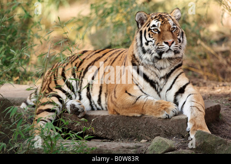 Sibirischer Tiger (Panthera Tigris Altaica) Stockfoto