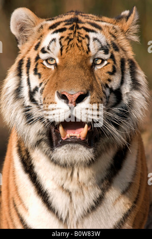 Sibirischer Tiger (Panthera Tigris Altaica) Stockfoto