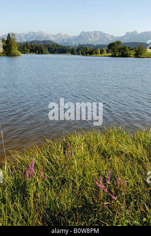 See Schwaltenweiher in der Nähe von Seeg, Ost-Allgäu, Schwaben, Bayern, Deutschland, Europa Stockfoto