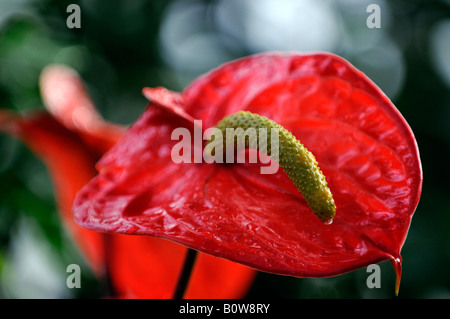 Flamingo-Blume (Anthurium Paradiso), Botanischer Garten, Baden-Württemberg, Deutschland, Europa Stockfoto