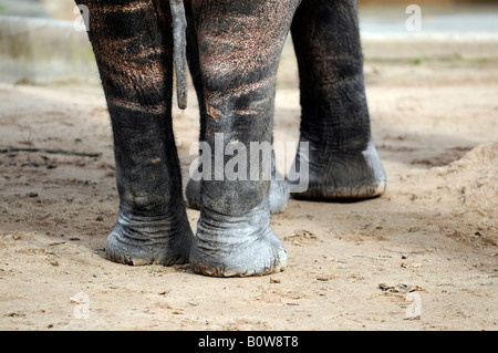 Asiatische oder asiatische Elefant (Elephas Maximus), Beine, Tierpark, Zoo, Baden-Württemberg, Deutschland, Europa Stockfoto