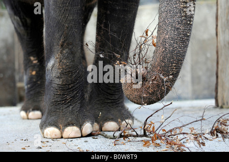 Asiatische oder asiatische Elefant (Elephas Maximus), Beine, Tierpark, Zoo, Baden-Württemberg, Deutschland, Europa Stockfoto