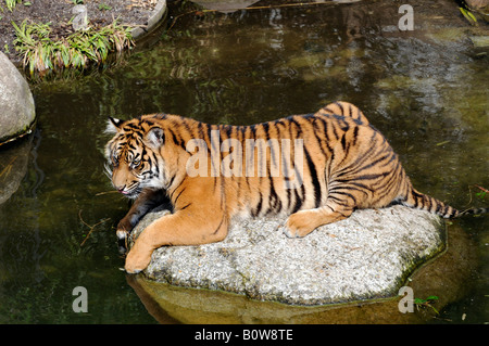 Sumatra-Tiger (Panthera Tigris Sumatrae), Tierpark, Zoo, Baden-Württemberg, Deutschland, Europa Stockfoto