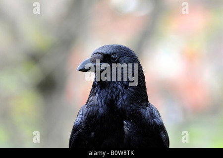 Gemeinsame oder nördlichen Raven (Corvus Corax), Tierpark, Zoo, Baden-Württemberg, Deutschland, Europa Stockfoto