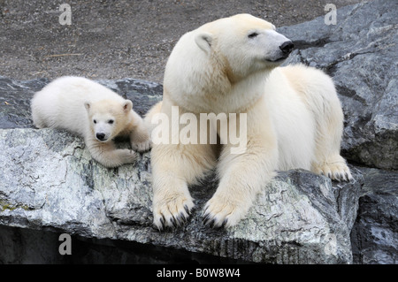 Wilbaer, Polar Bear Cub (Ursus Maritimus), junge und seine Mutter, Tierpark Stuttgart, Stuttgarter Zoo, Deutschland, Europa Stockfoto