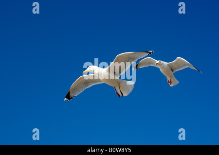 Silbermöwen (Larus Argentatus), Sylt, nordfriesischen Insel, Schleswig-Holstein, Deutschland, Europa Stockfoto