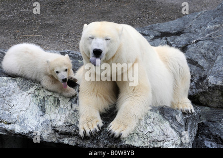 Wilbaer, Polar Bear Cub (Ursus Maritimus) und seine Mutter, Tierpark Stuttgart Stuttgart Zoo, Deutschland, Europa Stockfoto