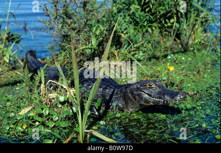 Yacare Kaiman (Caiman Yacare) im Esteros del Iberá Feuchtgebiete, Provinz Corrientes, Argentinien Stockfoto