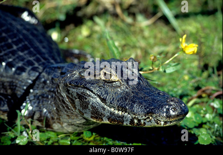 Yacare Kaiman (Caiman Yacare) im Esteros del Iberá Feuchtgebiete, Provinz Corrientes, Argentinien Stockfoto