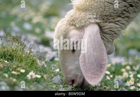 Fütterung auf Rasen, Schafe weiden Stockfoto