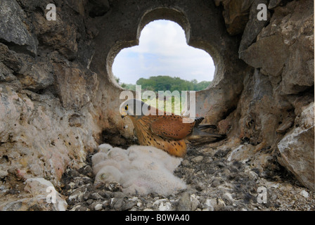 Gemeinsam- oder europäische Turmfalke (Falko Tinnunculus), männliche mit sechs jungen, Jungtiere in ihrem Nest in einem Kirchturm Stockfoto