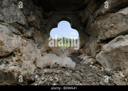 Turmfalken (Falco Tinnunculus), sechs Küken in einem Nest in einem Kirchturm Stockfoto