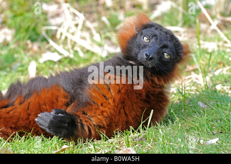 Red Ruffed Lemur (Varecia Rubra) Stockfoto