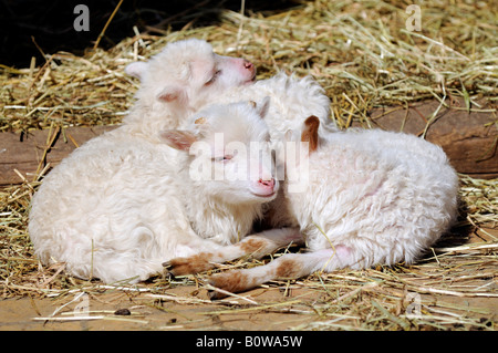 Osten preußischen Skudde Schaf Rasse, Lämmer (Ovis Aries) Stockfoto