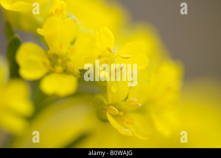 Alyssum Berg oder Berg Scharfkraut (Alyssum Montanum), gefährdete Pflanzenarten Stockfoto