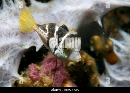 Valentinni die Scharfnasenhai Puffer oder schwarz gesattelt Toby Kugelfisch (Canthigaster Valentini), giftige Fische, Färbung imitiert b Stockfoto