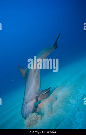 Der Große Tümmler (Tursiops Truncatus) auf der Suche nach Fisch versteckt im Sand, Roatan, Honduras, Caribbean Stockfoto