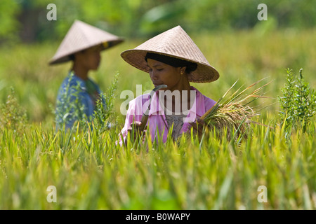 Reisbauern, Weiblich, Reis ernten, hält Reis in ihrer Hand, Insel Lombok, kleinen Sunda-Inseln, Indonesien Stockfoto