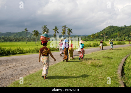 Frau trägt bunte Kleidung tragen Reis auf ihren Köpfen und wandern vorbei an Reisfelder, Reisfelder in der Nähe von Biraq, Insel Lombok, Stockfoto