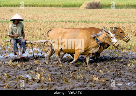 Landwirt Pflügen seines Reisfeldes mit Wasserbüffel, kleinen Sunda-Inseln, der Insel Lombok, Indonesien Stockfoto