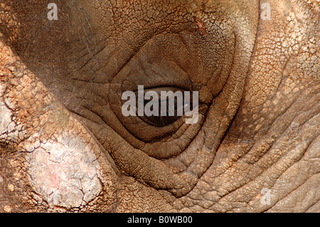 Auge eines afrikanischer Bush Elefant (Loxodonta Africana), Nürnberger Zoo, Middle Franconia, Bayern, Deutschland, Europa Stockfoto