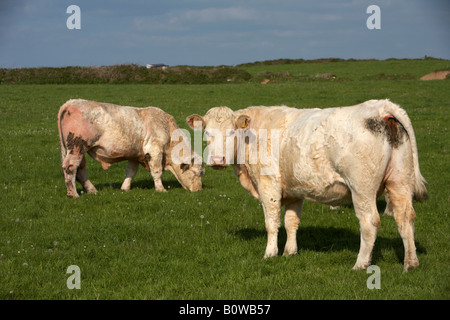 zwei Charolais-Rinder mit Ohrmarken eine Beweidung einer Suche Kamera Grafschaft Sligo Stockfoto