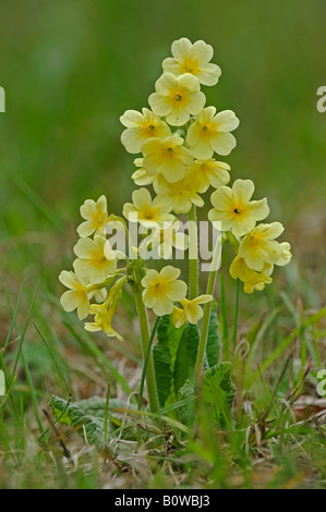 Oxlip oder echte Schlüsselblume (Primula Elatior) Stockfoto