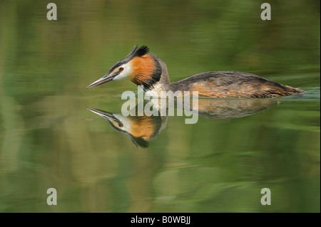 Haubentaucher (Podiceps Cristatus) schwimmen, spiegelt sich auf der Oberfläche des Wassers Stockfoto